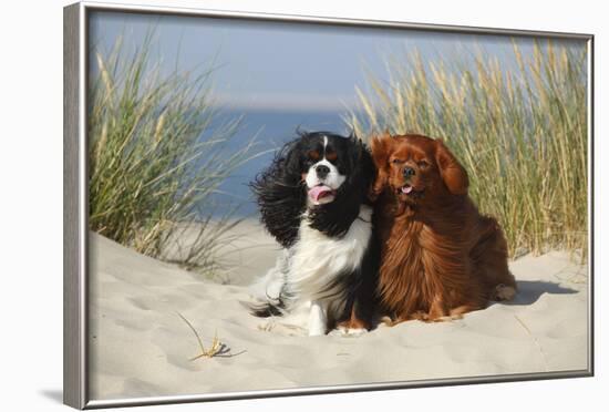 Cavalier King Charles Spaniels With Tricolor And Ruby Colourations On Beach, Texel, Netherlands-Petra Wegner-Framed Photographic Print