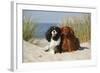 Cavalier King Charles Spaniels With Tricolor And Ruby Colourations On Beach, Texel, Netherlands-Petra Wegner-Framed Photographic Print
