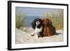 Cavalier King Charles Spaniels With Tricolor And Ruby Colourations On Beach, Texel, Netherlands-Petra Wegner-Framed Photographic Print