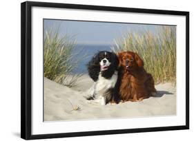 Cavalier King Charles Spaniels With Tricolor And Ruby Colourations On Beach, Texel, Netherlands-Petra Wegner-Framed Photographic Print