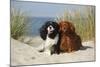 Cavalier King Charles Spaniels With Tricolor And Ruby Colourations On Beach, Texel, Netherlands-Petra Wegner-Mounted Photographic Print