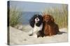 Cavalier King Charles Spaniels With Tricolor And Ruby Colourations On Beach, Texel, Netherlands-Petra Wegner-Stretched Canvas
