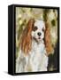 Cavalier King Charles-Solveiga-Framed Stretched Canvas