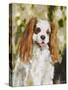 Cavalier King Charles-Solveiga-Stretched Canvas