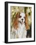 Cavalier King Charles-Solveiga-Framed Giclee Print