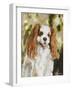 Cavalier King Charles-Solveiga-Framed Giclee Print