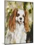 Cavalier King Charles-Solveiga-Mounted Giclee Print