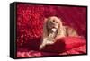 Cavalier Lying on Red Pillow-Zandria Muench Beraldo-Framed Stretched Canvas