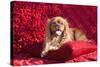 Cavalier Lying on Red Pillow-Zandria Muench Beraldo-Stretched Canvas