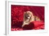 Cavalier Lying on Red Pillow-Zandria Muench Beraldo-Framed Photographic Print