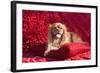 Cavalier Lying on Red Pillow-Zandria Muench Beraldo-Framed Photographic Print