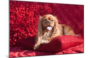 Cavalier Lying on Red Pillow-Zandria Muench Beraldo-Mounted Photographic Print