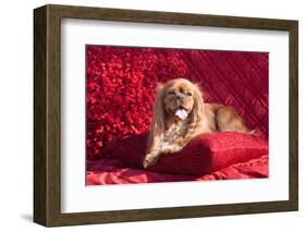 Cavalier Lying on Red Pillow-Zandria Muench Beraldo-Framed Photographic Print