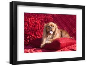 Cavalier Lying on Red Pillow-Zandria Muench Beraldo-Framed Photographic Print