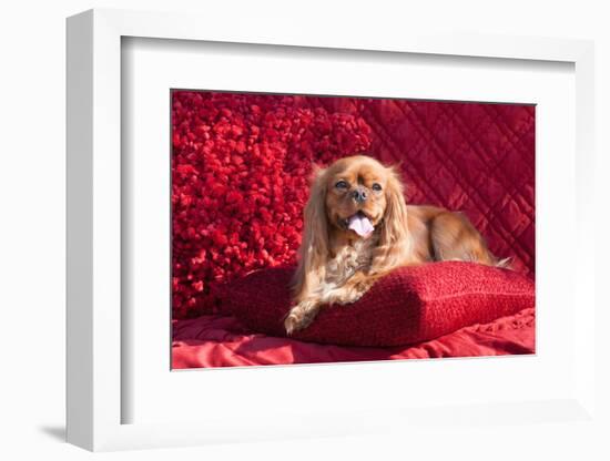 Cavalier Lying on Red Pillow-Zandria Muench Beraldo-Framed Photographic Print