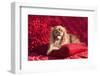 Cavalier Lying on Red Pillow-Zandria Muench Beraldo-Framed Photographic Print