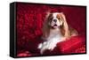 Cavalier Lying on Red Pillow-Zandria Muench Beraldo-Framed Stretched Canvas