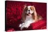 Cavalier Lying on Red Pillow-Zandria Muench Beraldo-Stretched Canvas