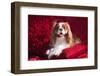 Cavalier Lying on Red Pillow-Zandria Muench Beraldo-Framed Photographic Print