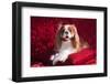 Cavalier Lying on Red Pillow-Zandria Muench Beraldo-Framed Photographic Print