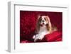 Cavalier Lying on Red Pillow-Zandria Muench Beraldo-Framed Photographic Print