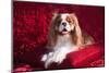 Cavalier Lying on Red Pillow-Zandria Muench Beraldo-Mounted Photographic Print