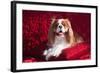 Cavalier Lying on Red Pillow-Zandria Muench Beraldo-Framed Photographic Print