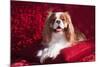 Cavalier Lying on Red Pillow-Zandria Muench Beraldo-Mounted Photographic Print