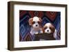 Cavalier Puppies Coming Out of a Ceramic Flower Pot-Zandria Muench Beraldo-Framed Photographic Print