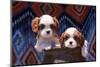 Cavalier Puppies Coming Out of a Ceramic Flower Pot-Zandria Muench Beraldo-Mounted Photographic Print