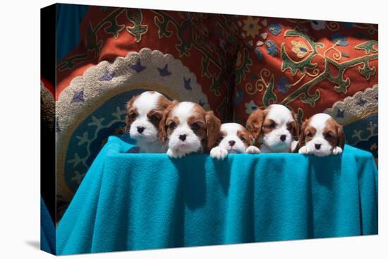 Cavalier Puppies Peeking Out of a Basket-Zandria Muench Beraldo-Stretched Canvas