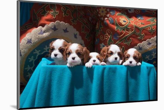 Cavalier Puppies Peeking Out of a Basket-Zandria Muench Beraldo-Mounted Photographic Print