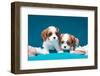 Cavalier Puppies with Shells-Zandria Muench Beraldo-Framed Photographic Print