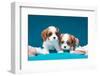 Cavalier Puppies with Shells-Zandria Muench Beraldo-Framed Photographic Print