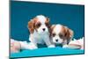 Cavalier Puppies with Shells-Zandria Muench Beraldo-Mounted Photographic Print