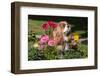 Cavalier Sitting in a Flowerbed-Zandria Muench Beraldo-Framed Photographic Print