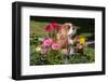 Cavalier Sitting in a Flowerbed-Zandria Muench Beraldo-Framed Photographic Print