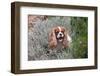 Cavalier Sitting in Flower Garden-Zandria Muench Beraldo-Framed Photographic Print