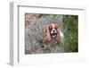 Cavalier Sitting in Flower Garden-Zandria Muench Beraldo-Framed Photographic Print