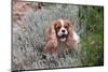 Cavalier Sitting in Flower Garden-Zandria Muench Beraldo-Mounted Photographic Print