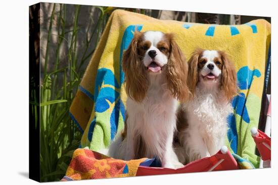 Cavaliers at a Pool Party-Zandria Muench Beraldo-Stretched Canvas
