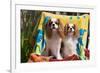 Cavaliers at a Pool Party-Zandria Muench Beraldo-Framed Photographic Print