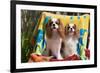 Cavaliers at a Pool Party-Zandria Muench Beraldo-Framed Photographic Print