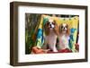Cavaliers at a Pool Party-Zandria Muench Beraldo-Framed Photographic Print