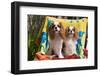 Cavaliers at a Pool Party-Zandria Muench Beraldo-Framed Photographic Print