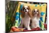 Cavaliers at a Pool Party-Zandria Muench Beraldo-Mounted Photographic Print