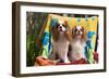 Cavaliers at a Pool Party-Zandria Muench Beraldo-Framed Photographic Print