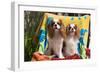 Cavaliers at a Pool Party-Zandria Muench Beraldo-Framed Photographic Print