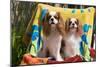 Cavaliers at a Pool Party-Zandria Muench Beraldo-Mounted Photographic Print