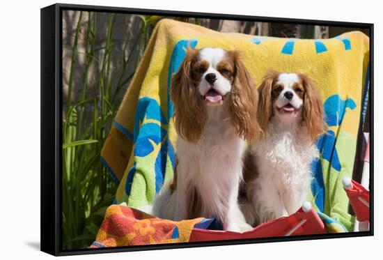 Cavaliers at a Pool Party-Zandria Muench Beraldo-Framed Stretched Canvas